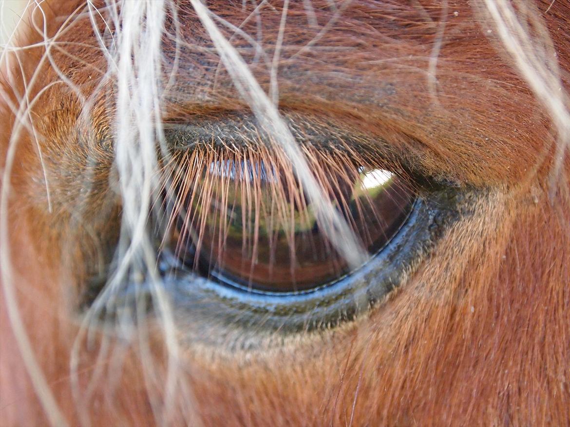Shetlænder Kasper R.I.P SAVNET! <3 - taget af: mie billede 11