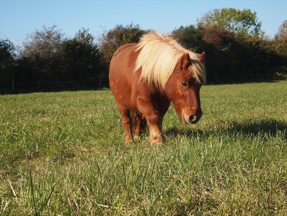 Shetlænder Kasper R.I.P SAVNET! <3 - taget af: mie billede 12