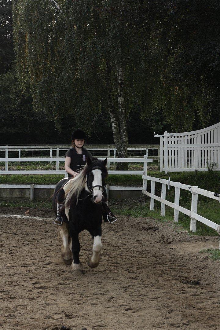 Tinker Sir Elliot - Dejlig trav<3
Billede: Min far. billede 11