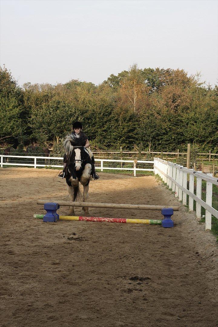 Tinker Sir Elliot - Elliot der springer et godt stykke over springet! ;-)
Billede: Min far. billede 14