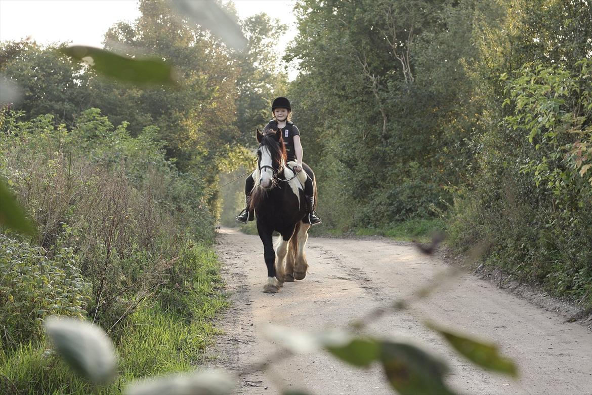 Tinker Sir Elliot - Kan godt være meget vanskelig på tur!
Billede: Min far. billede 15