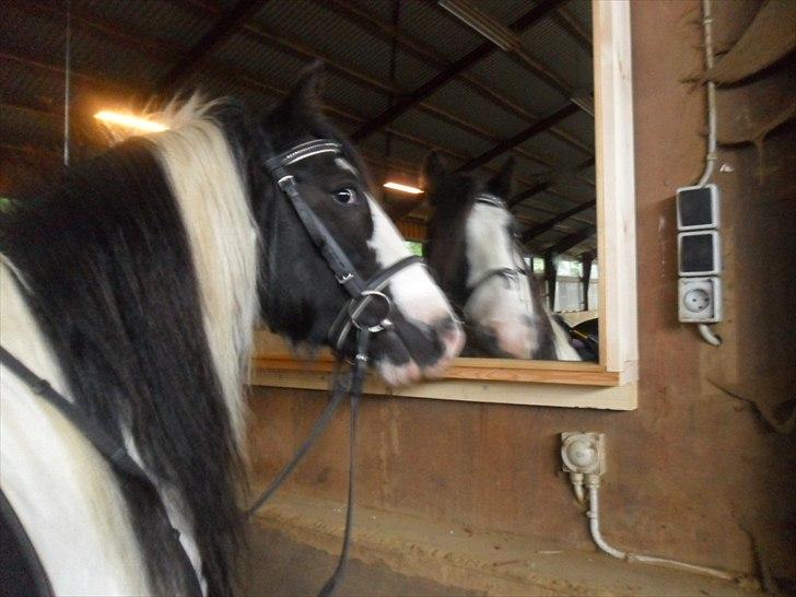 Tinker Sir Elliot - Første gang Bassemanden ser sig selv i spejlet:-)
Billede: Mig. billede 16