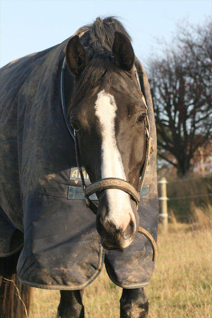 Dansk Varmblod sdr. Bjerregårds De Nitro billede 2
