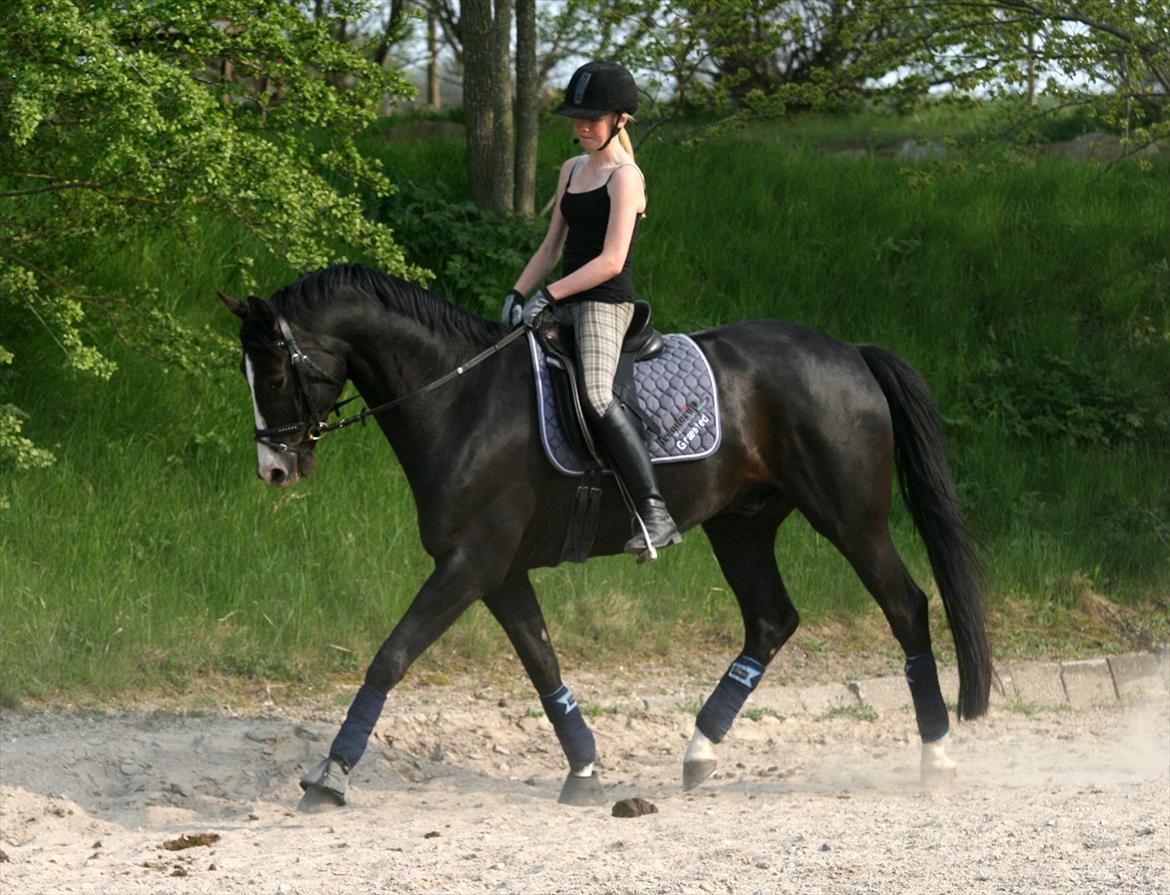 Dansk Varmblod sdr. Bjerregårds De Nitro billede 3