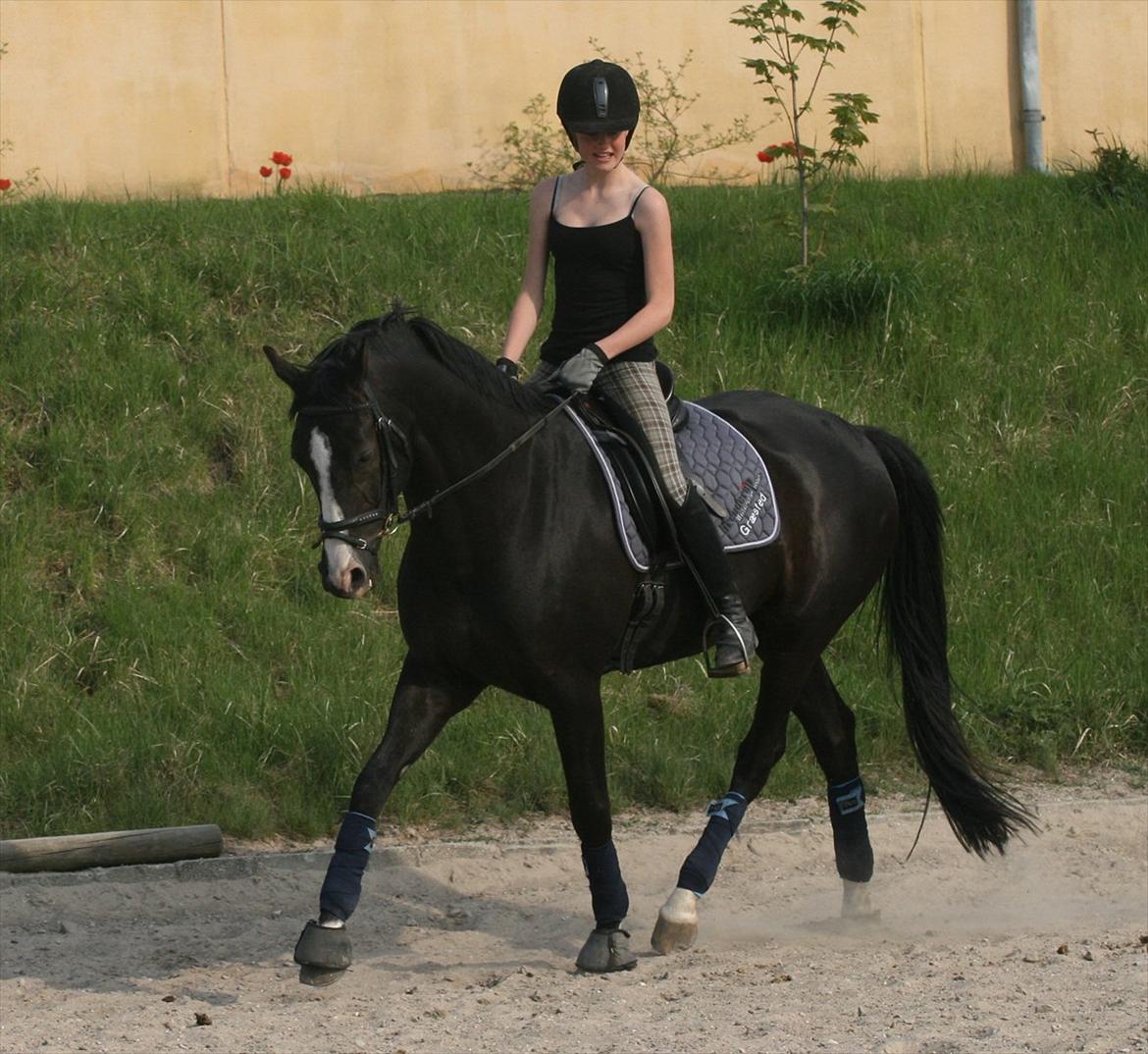 Dansk Varmblod sdr. Bjerregårds De Nitro billede 4