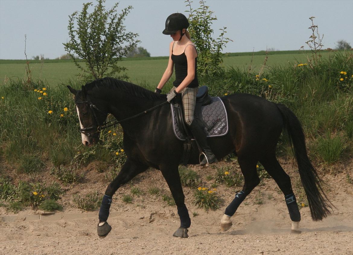 Dansk Varmblod sdr. Bjerregårds De Nitro billede 5