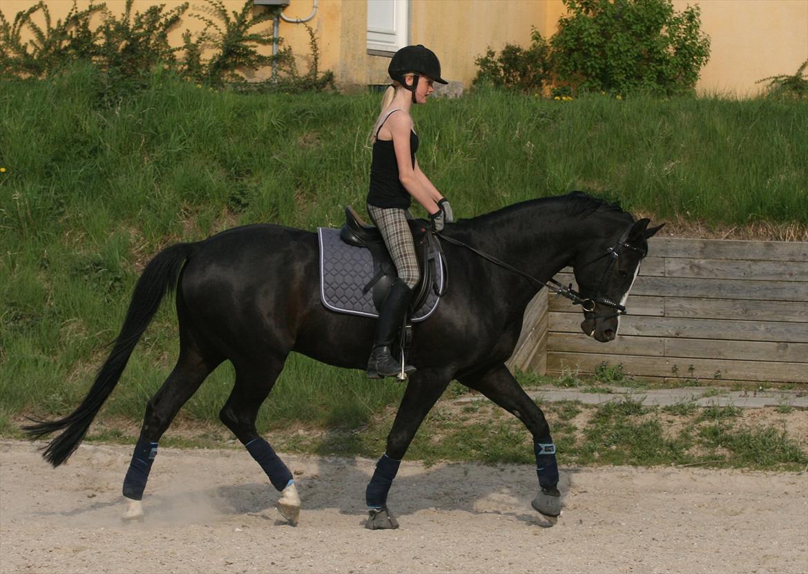 Dansk Varmblod sdr. Bjerregårds De Nitro billede 6