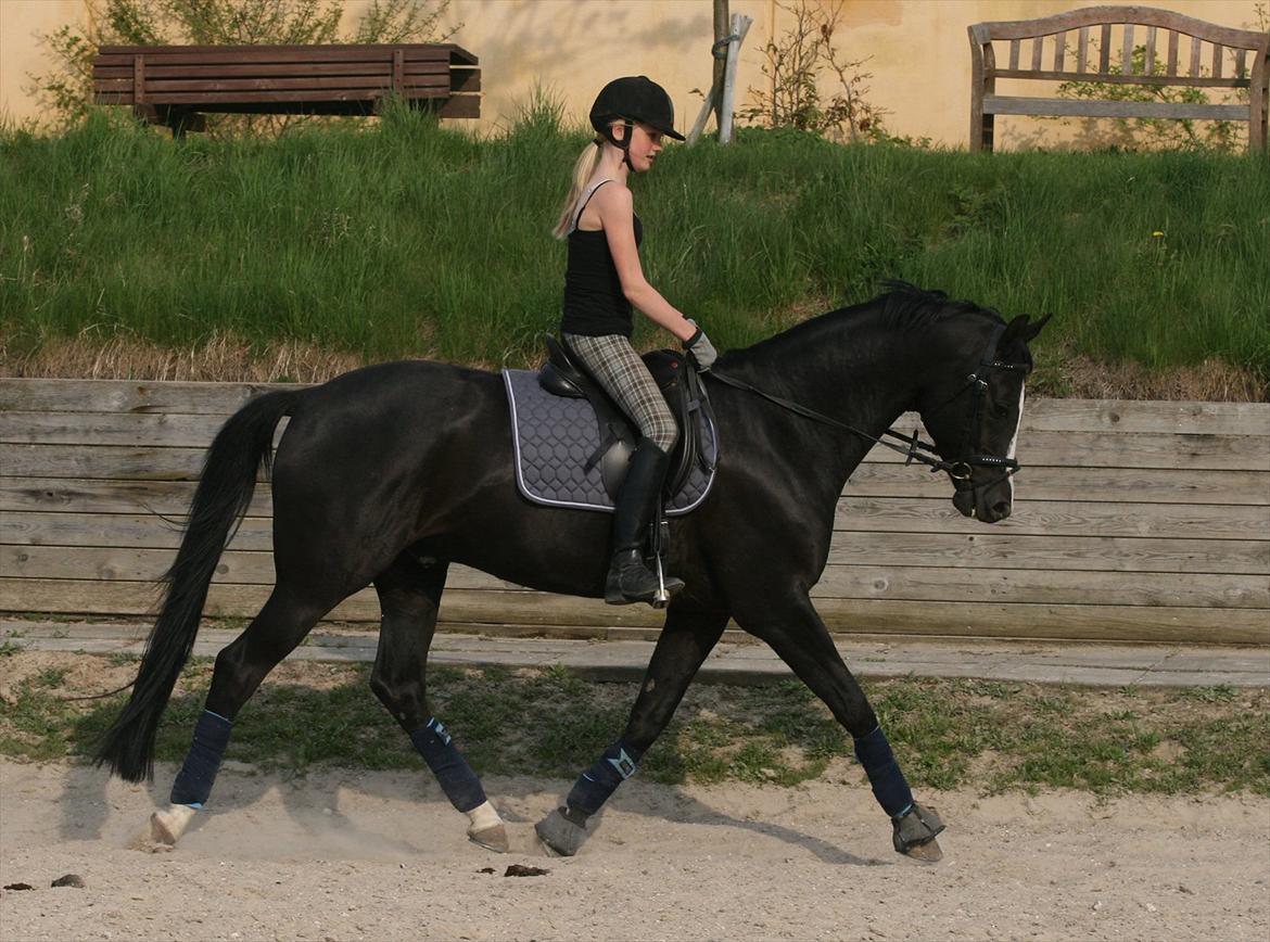 Dansk Varmblod sdr. Bjerregårds De Nitro billede 7