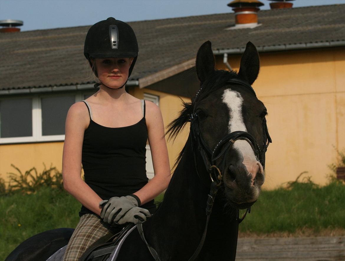 Dansk Varmblod sdr. Bjerregårds De Nitro billede 9