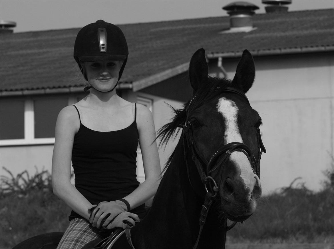 Dansk Varmblod sdr. Bjerregårds De Nitro billede 10