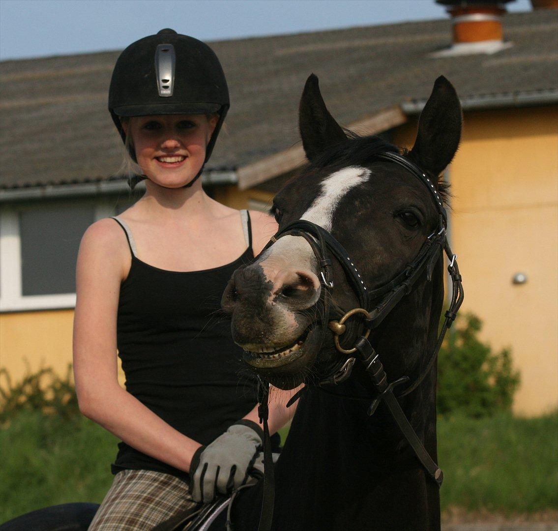 Dansk Varmblod sdr. Bjerregårds De Nitro billede 11