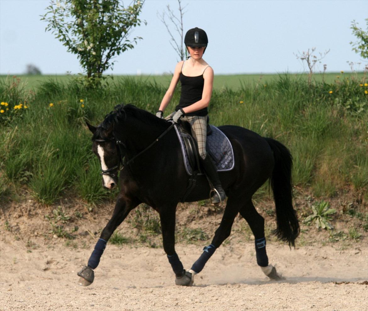 Dansk Varmblod sdr. Bjerregårds De Nitro billede 12