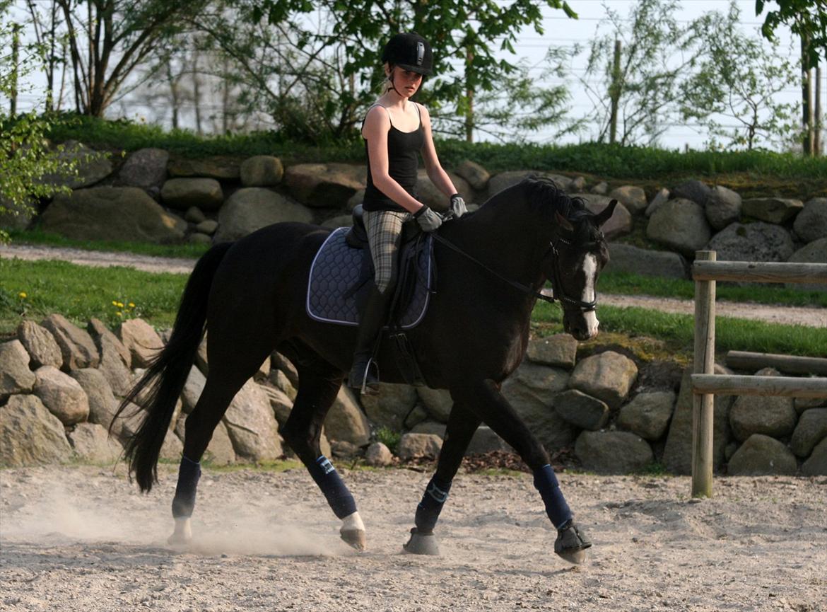 Dansk Varmblod sdr. Bjerregårds De Nitro billede 15