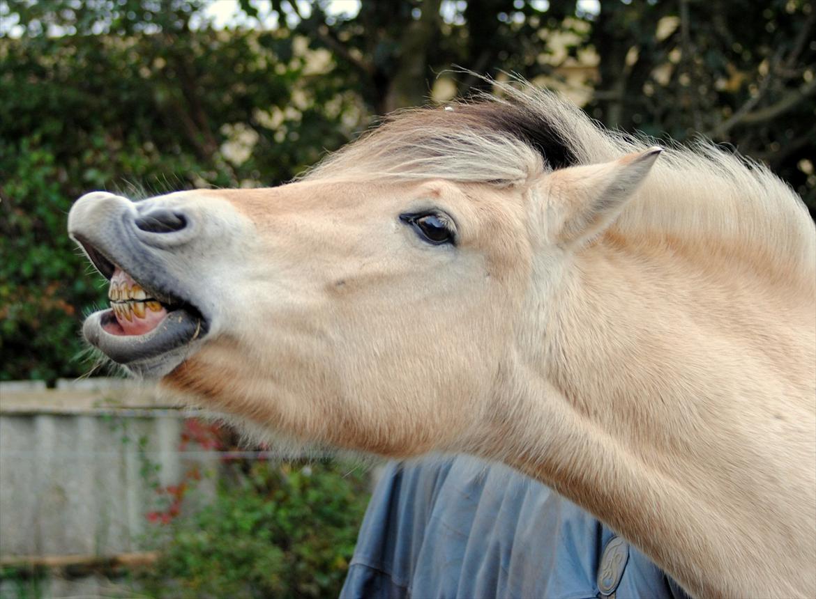 Fjordhest Estrid ~ Min drømmepony<3 - Smiler på kommando :D :I 

Taget af mig/Volt Foto billede 1