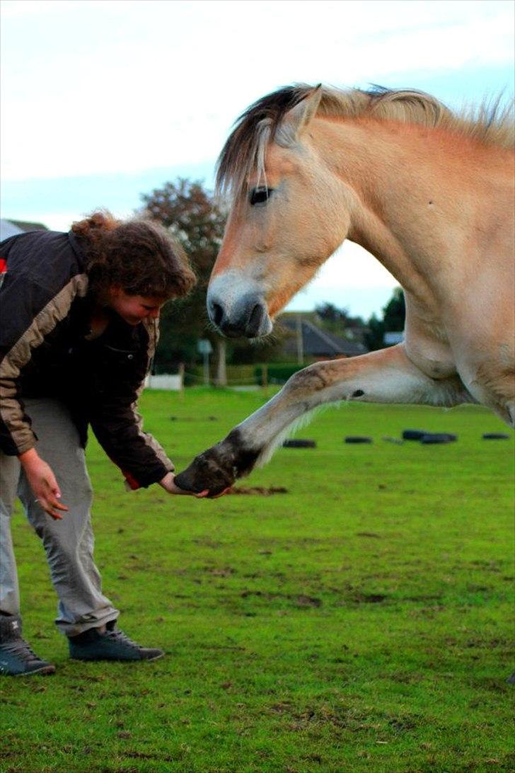 Fjordhest Estrid ~ Min drømmepony<3 - Kærligheden til den pony kan ikke beskrives med ord eller billeder, men med minderne! :I♥

Taget af Nadja M :D billede 9