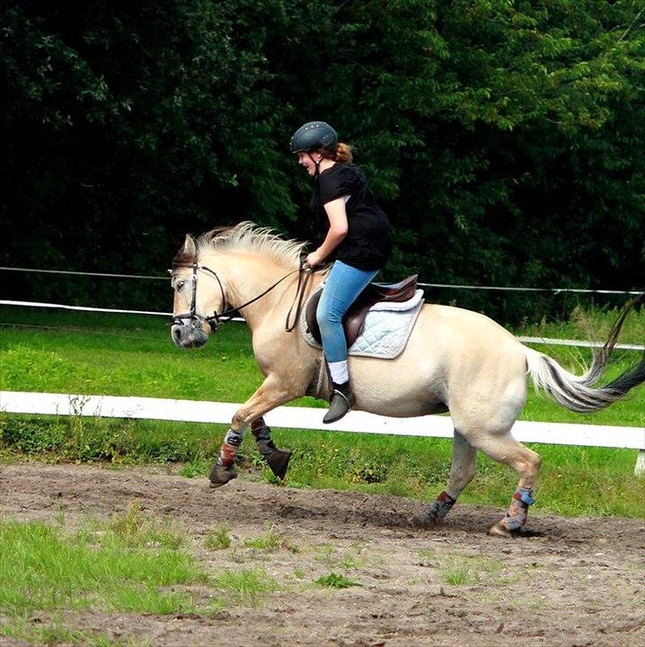 Fjordhest Estrid ~ Min drømmepony<3 - Frække pony :P Et galop ans. hvor hun lige synes der skulle spilles for kameraet :D

Taget af Nadja M. :D billede 19