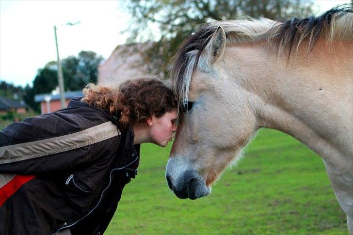 Fjordhest Estrid ~ Min drømmepony<3 - Elsker den lille pony :'I ♥♥

Taget af Nadja M :D billede 20