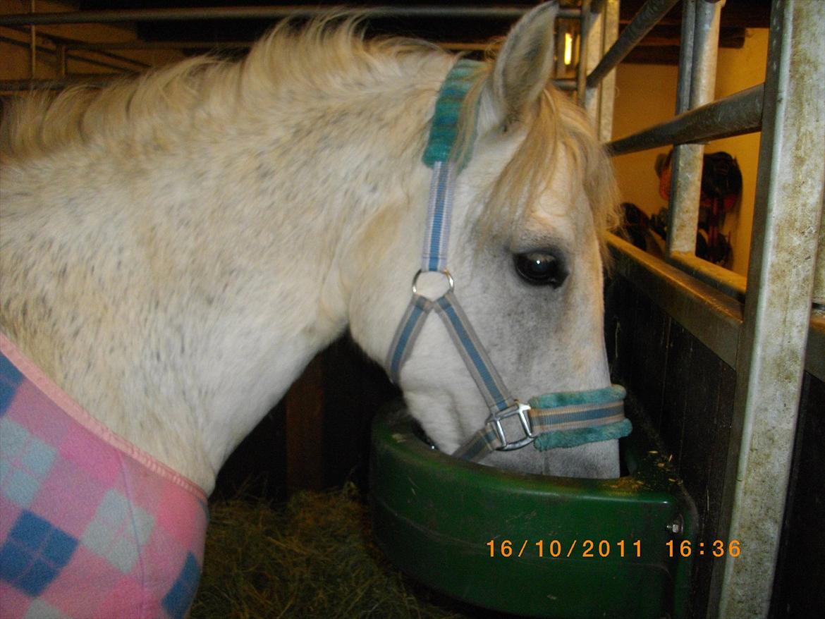 New Forest sunshine billede 13