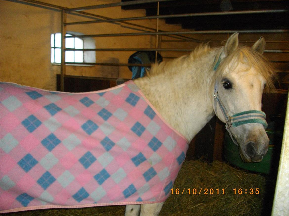 New Forest sunshine billede 14