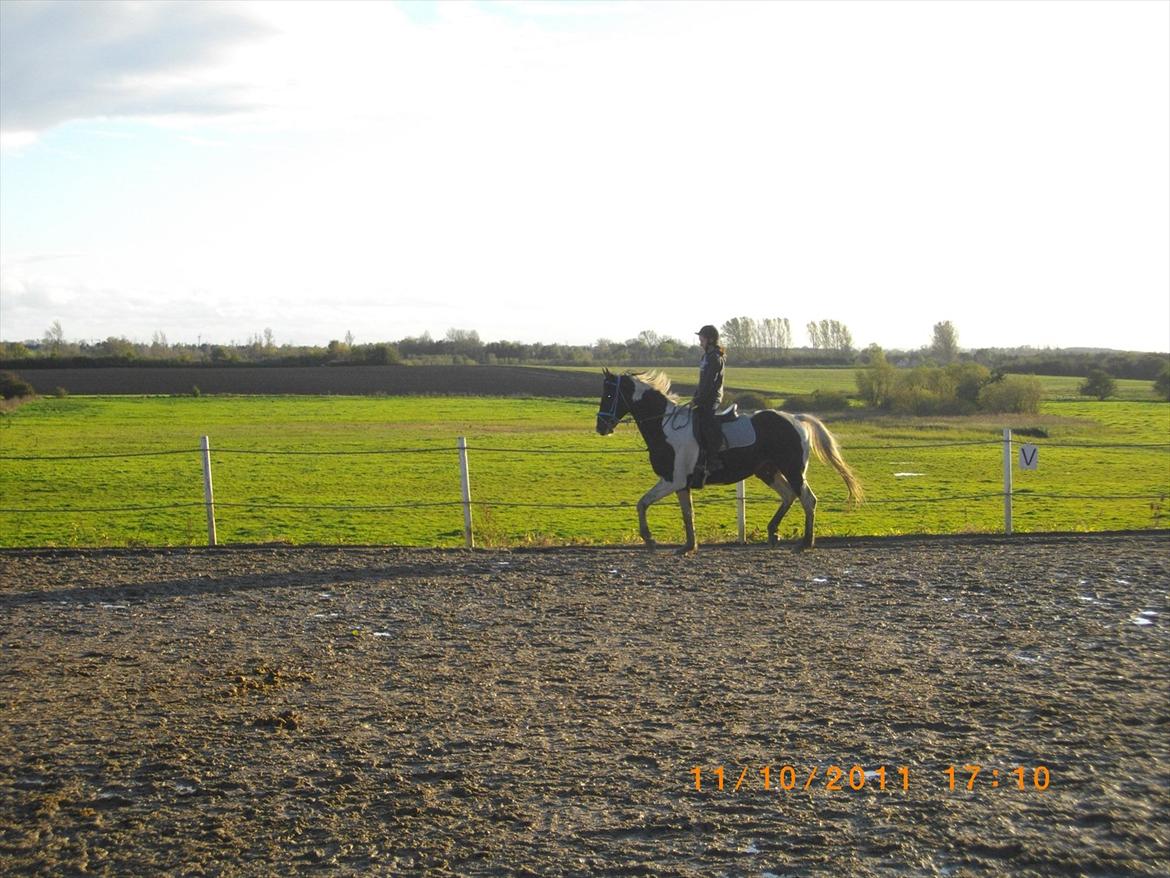 Anden særlig race Figaro billede 19