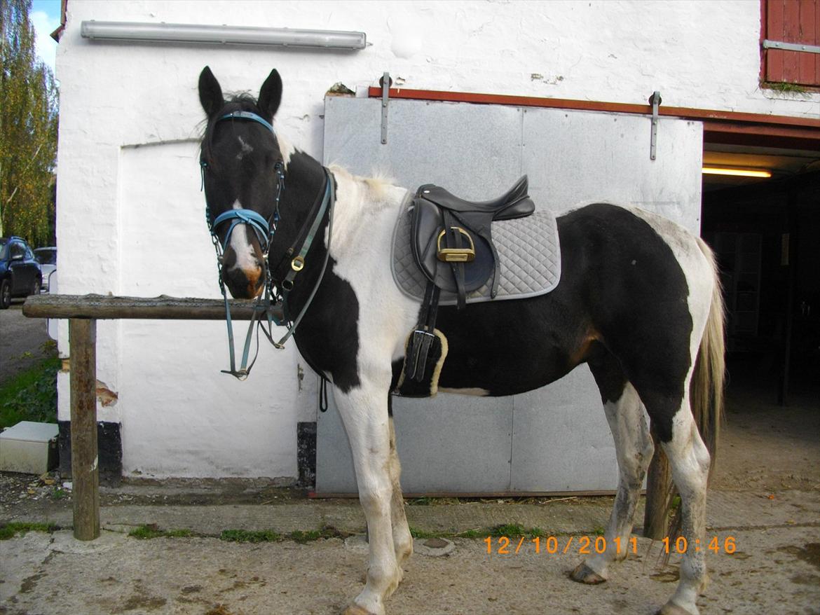 Anden særlig race Figaro billede 20