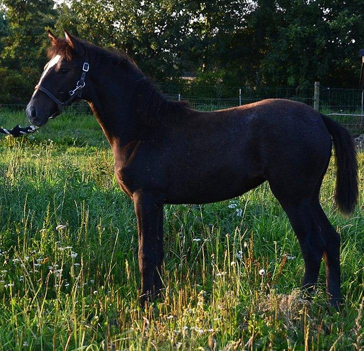 Lusitano Gagàna Rogue billede 16