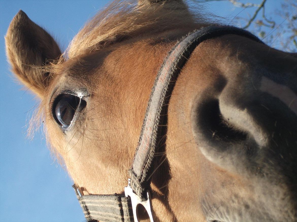 Anden særlig race Prins Brutus - Skønne ponydyr :-D <3 billede 9