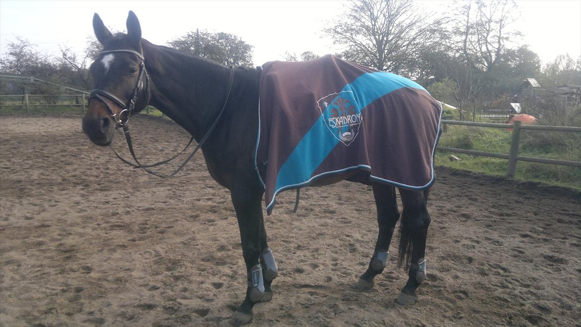 Dansk Varmblod Østergårds Chausette (tidligere hest) billede 12