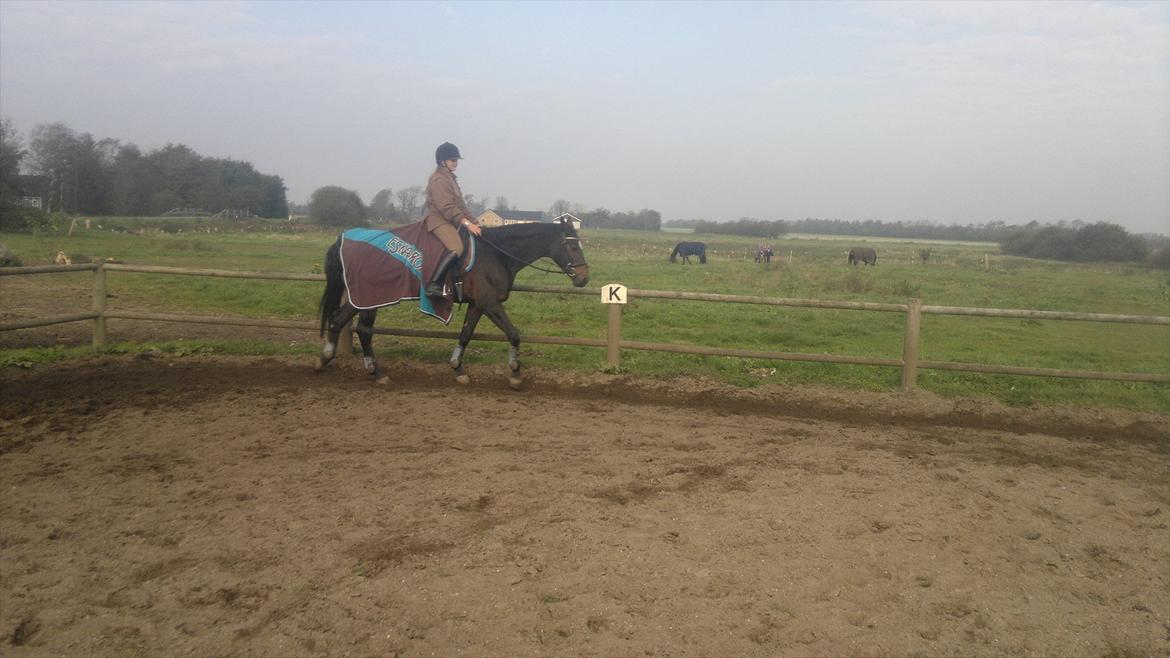 Dansk Varmblod Østergårds Chausette (tidligere hest) billede 13