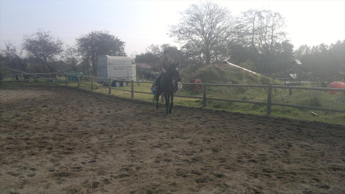 Dansk Varmblod Østergårds Chausette (tidligere hest) billede 14