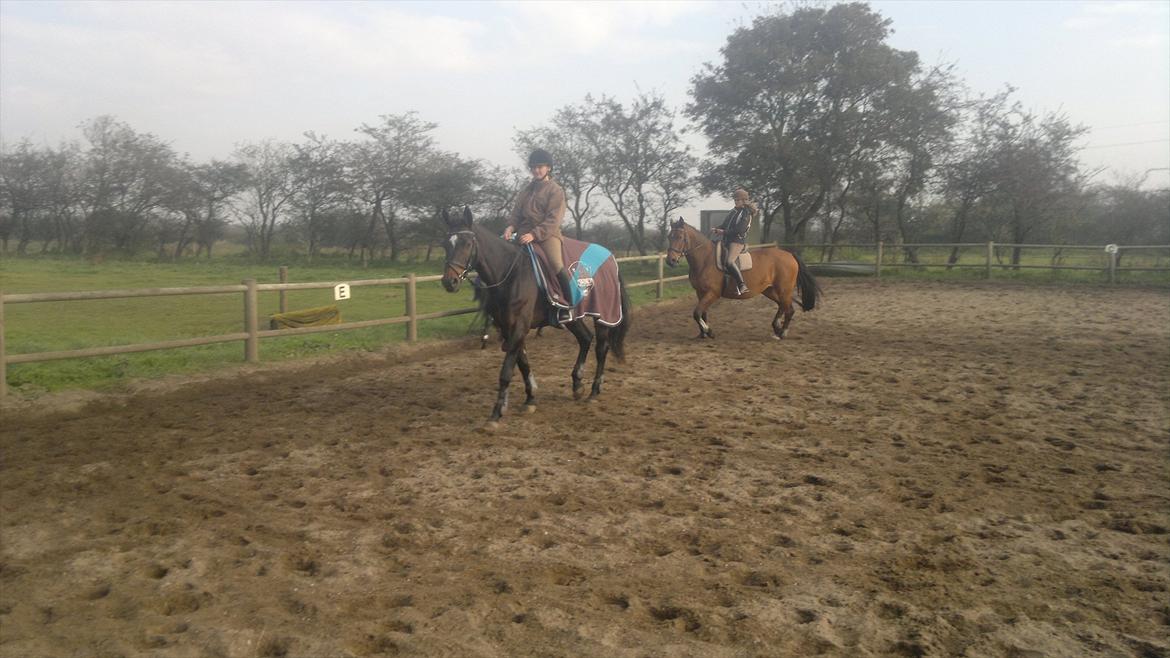 Dansk Varmblod Østergårds Chausette (tidligere hest) billede 15