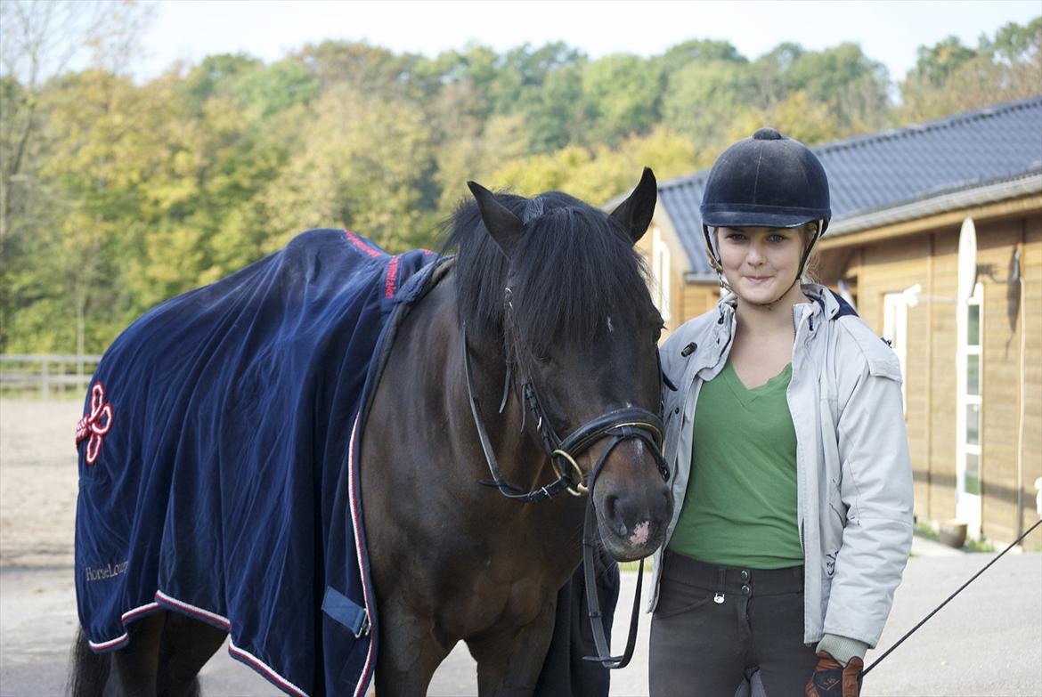 New Forest Mister Malthe ELITEHINGST - Taget af : Emilie Garby billede 8