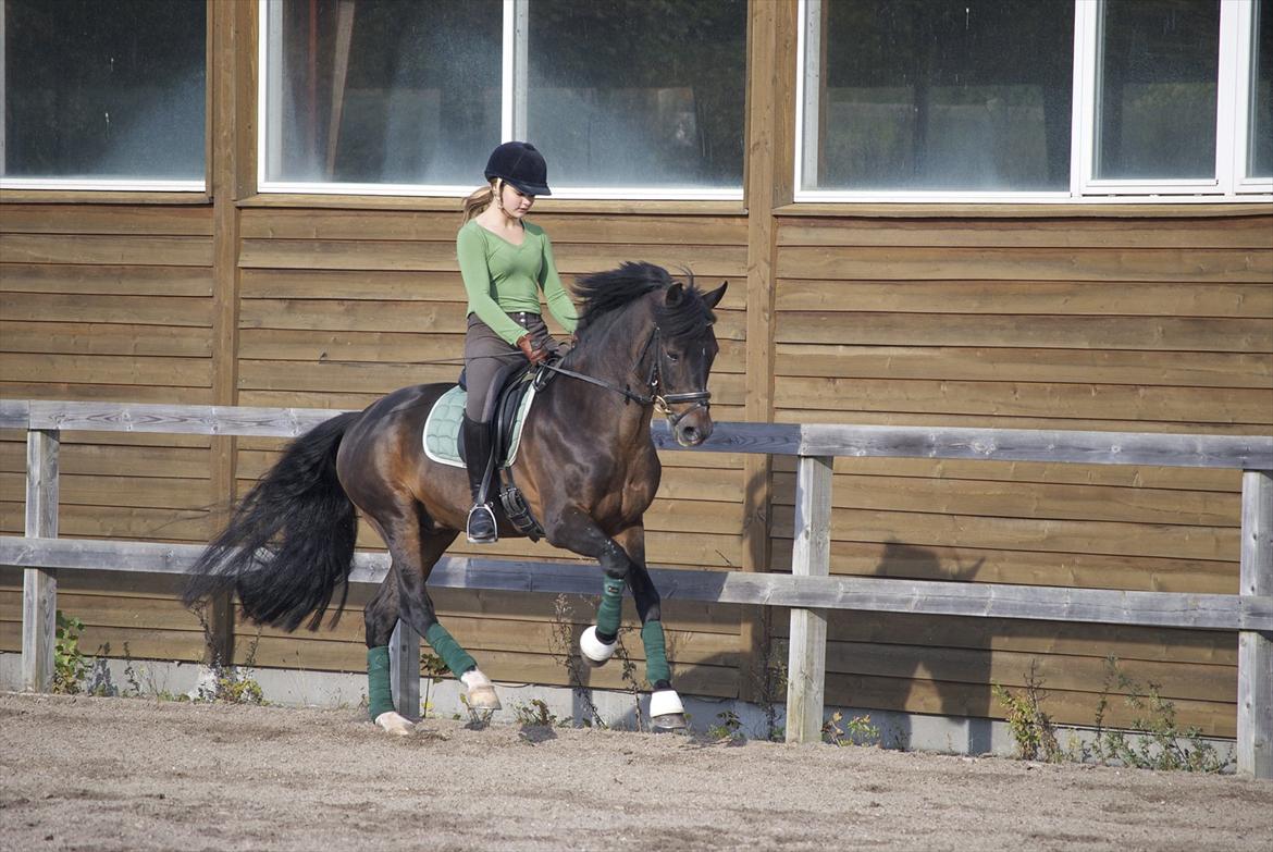 New Forest Mister Malthe ELITEHINGST - Taget af: Emilie Garby billede 9