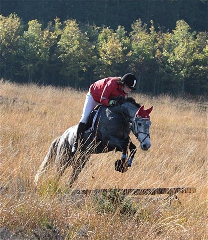 Connemara Hesselholts Wild Rose - solgt - Hubertus jagt i nørlund plantage - fuldtført. FOTO: Renee Kristensen billede 10