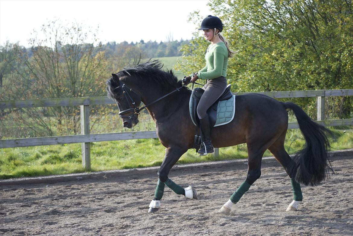 New Forest Mister Malthe ELITEHINGST - Taget af: Emilie Garby billede 10