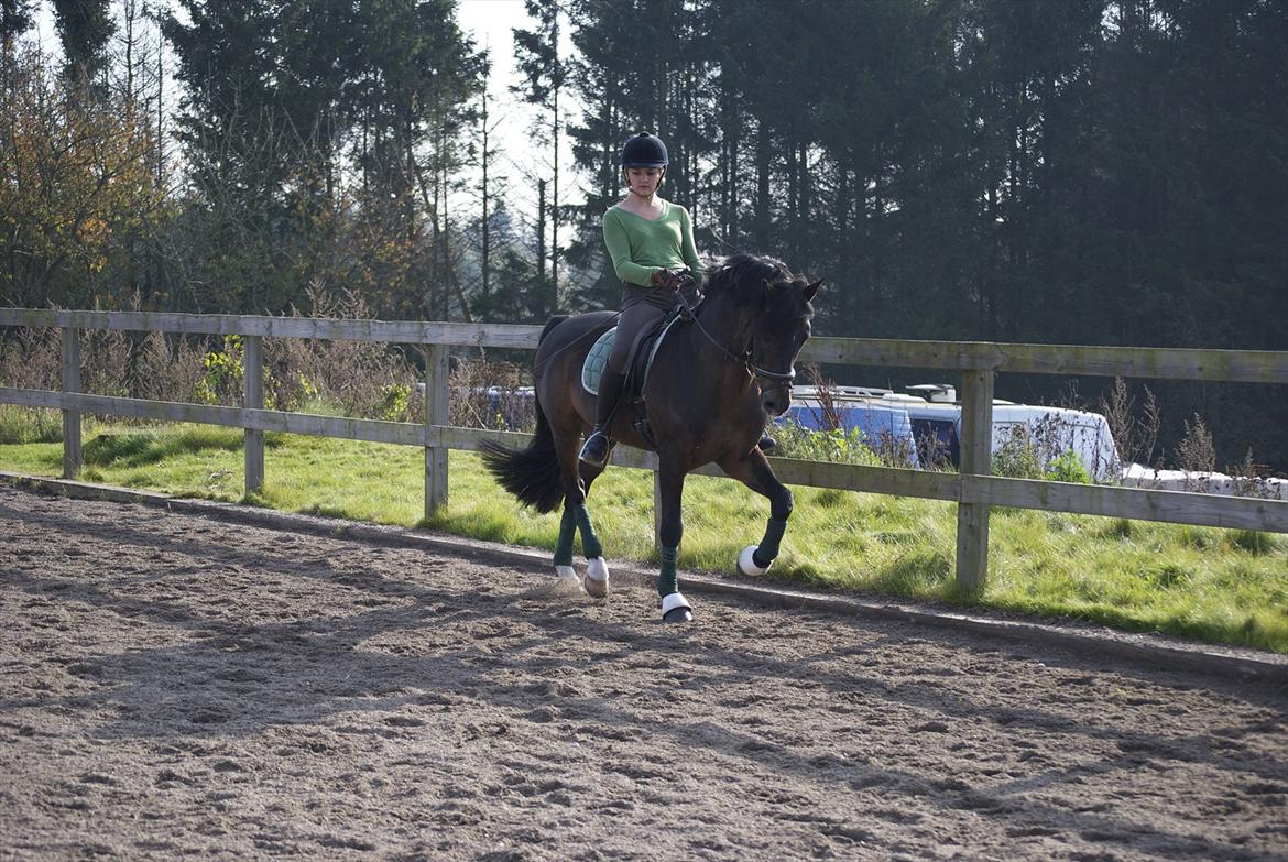 New Forest Mister Malthe ELITEHINGST - Taget af: Emilie Garby billede 11