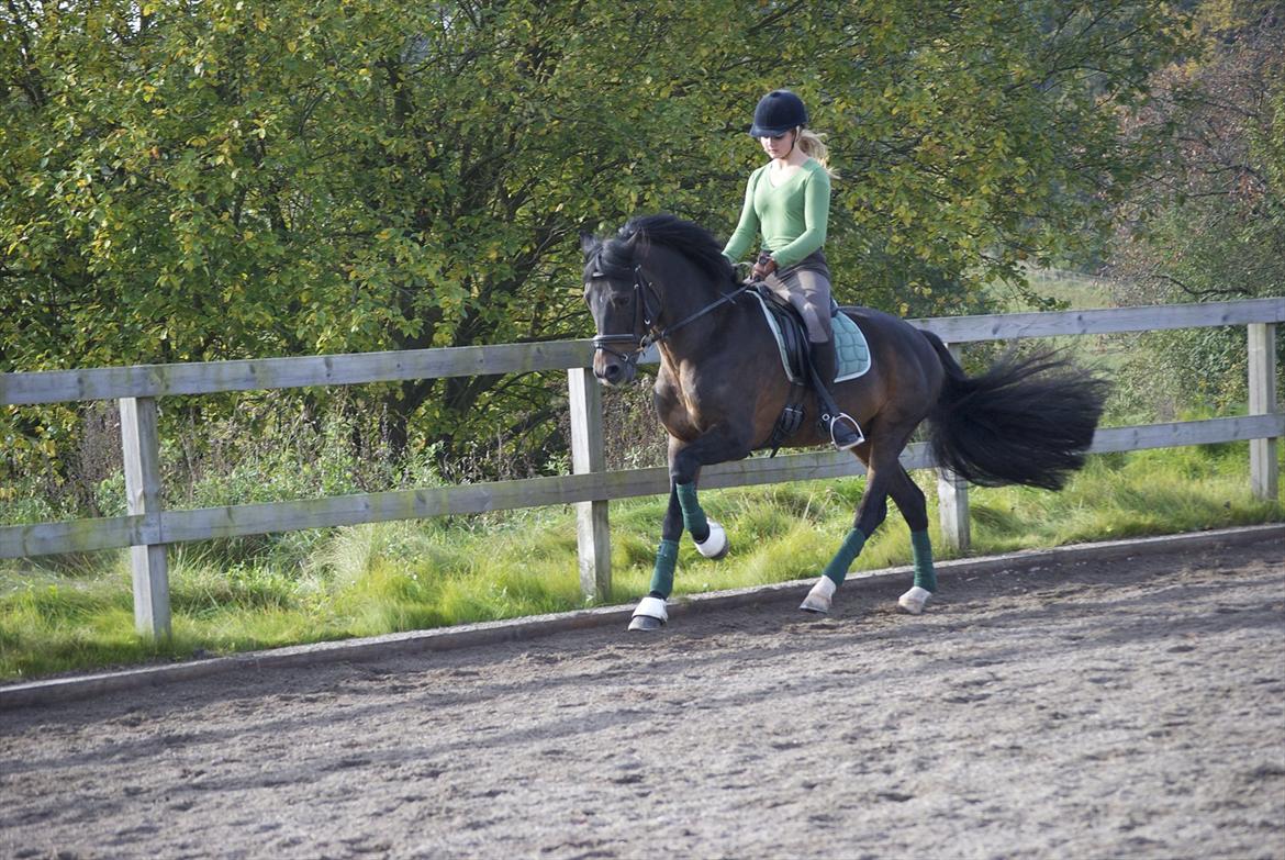 New Forest Mister Malthe ELITEHINGST - Taget af: Emilie Garby billede 12