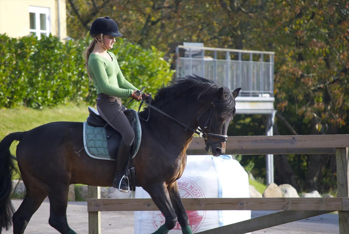 New Forest Mister Malthe ELITEHINGST - Taget af: Emilie Garby billede 13