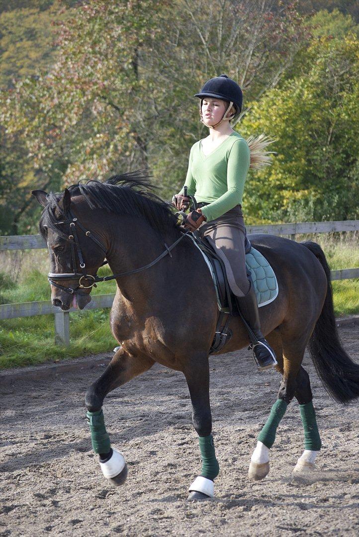 New Forest Mister Malthe ELITEHINGST billede 15