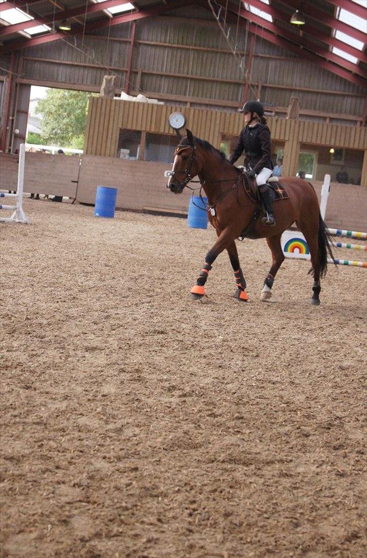 Anden særlig race Jack - Foto: Katja M. billede 3