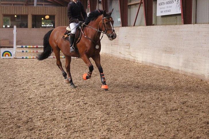Anden særlig race Jack - Foto: Katja M. billede 10