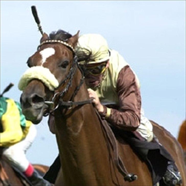 Fuldblod (XX) Sisus - Sisus da han var galophest. :-) billede 14