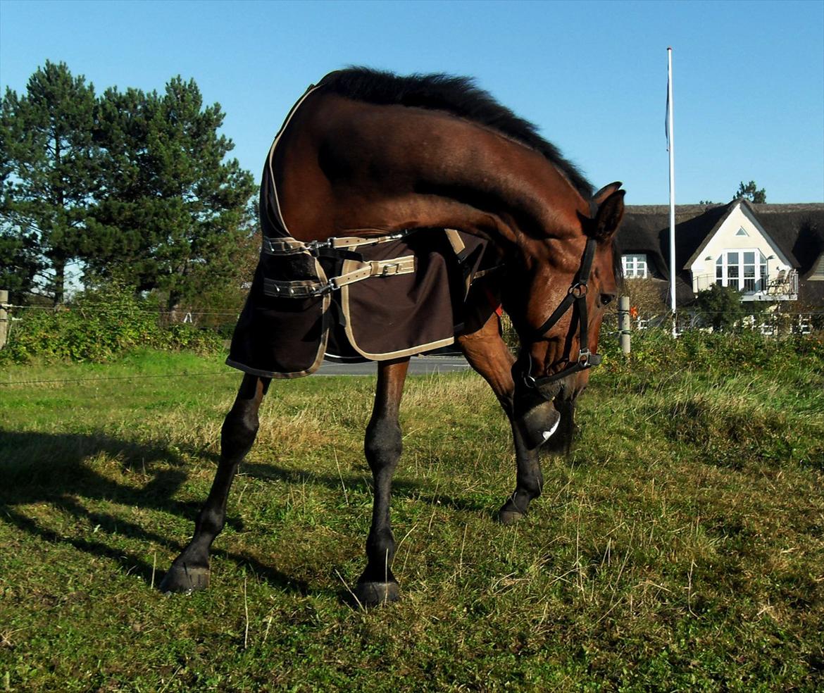 Zangersheide Carpe Diem Z - "Det klør" 2011 billede 18