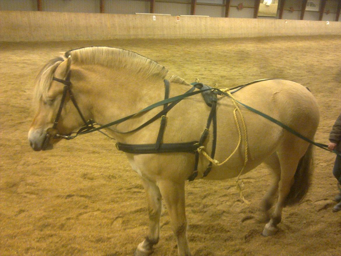 Fjordhest Myklena - Igang med at blive kørt til ;) billede 12