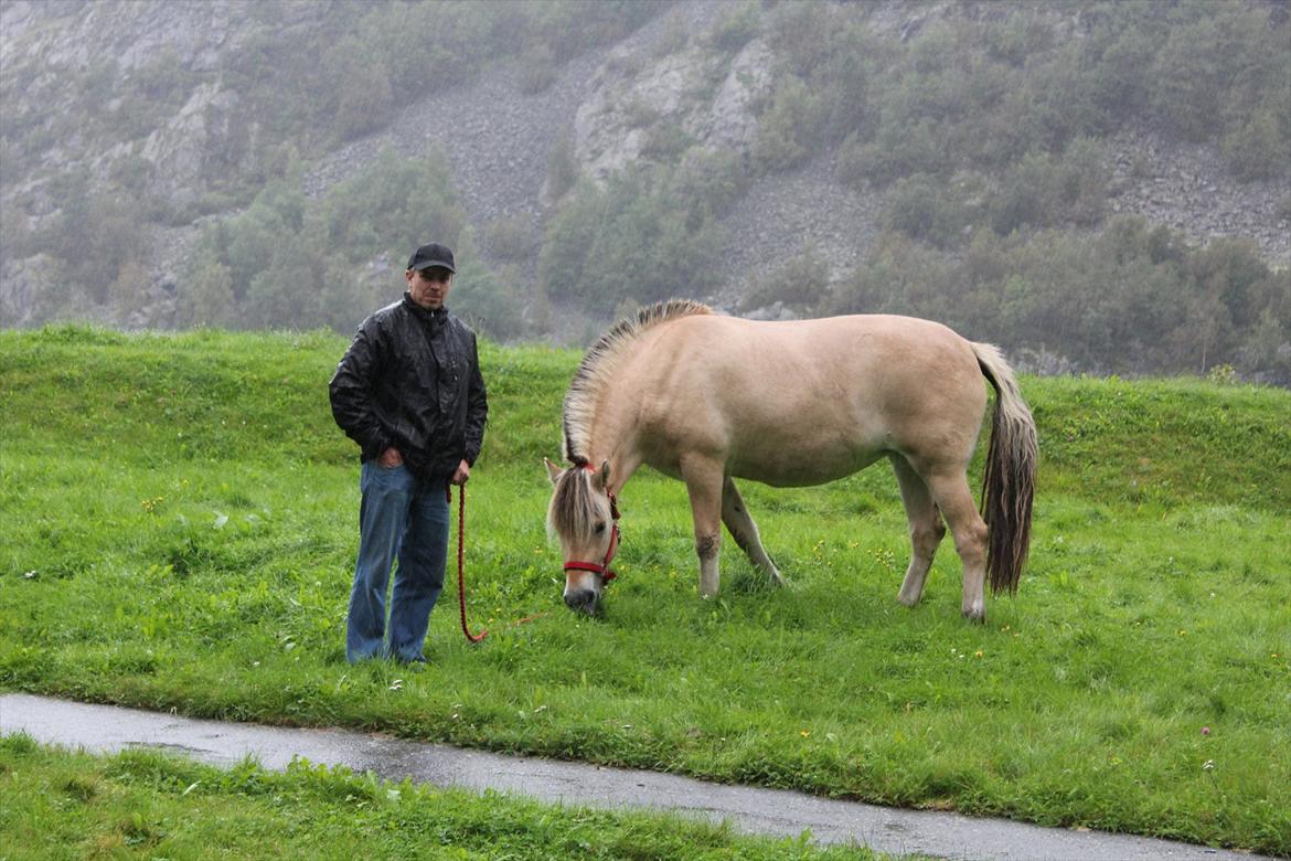 Fjordhest Myklena - På vej fra Norge til Danmark billede 13