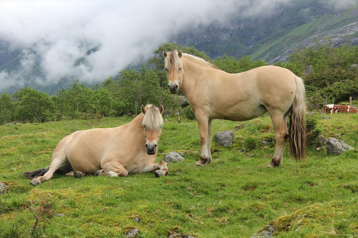 Fjordhest Myklena - Myklena og hendes mor Myklunn billede 14