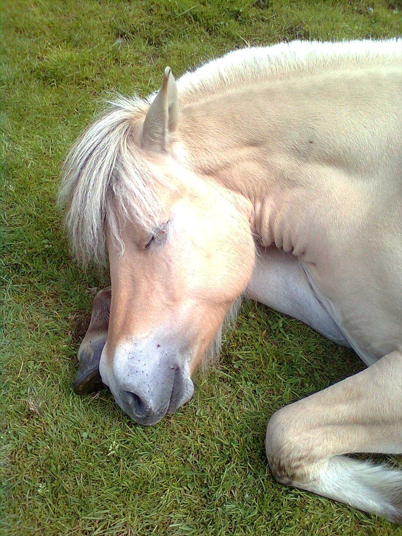 Fjordhest Myklena billede 15