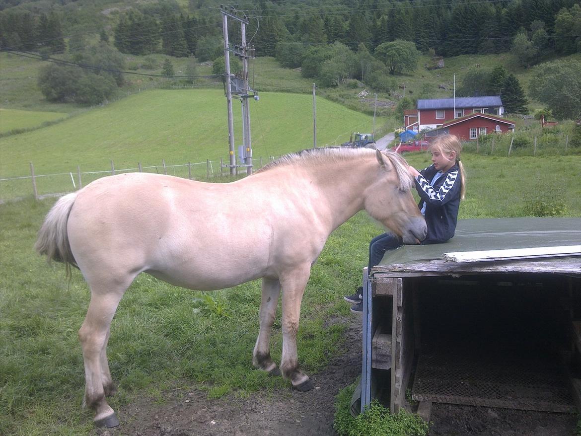 Fjordhest Myklena - På folden hos den gamle ejer i Norge... billede 16