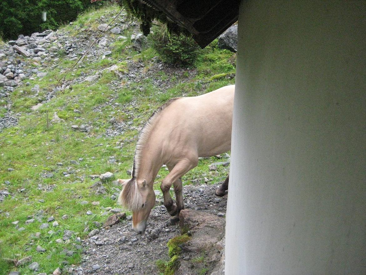 Fjordhest Myklena billede 17