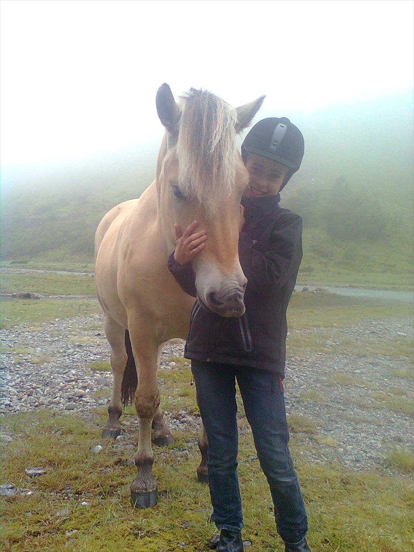 Fjordhest Myklena billede 19